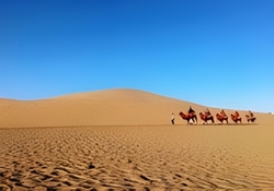 �V���N���[�h�̃C���[�W�ɂ҂�����I���R